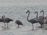 /international/2006Walvisbay/images/Final/thumbnails/final 029.jpg